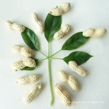 Vacuum Packed  Peanuts In Shell